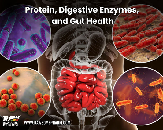 Protein, Digestive Enzymes, Gut health 